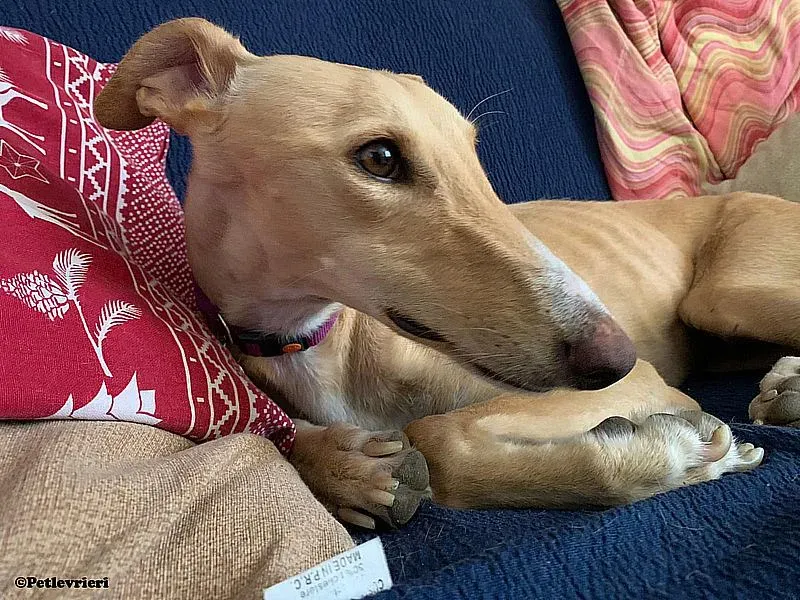 Polvorera adozione levrieri galgo 03