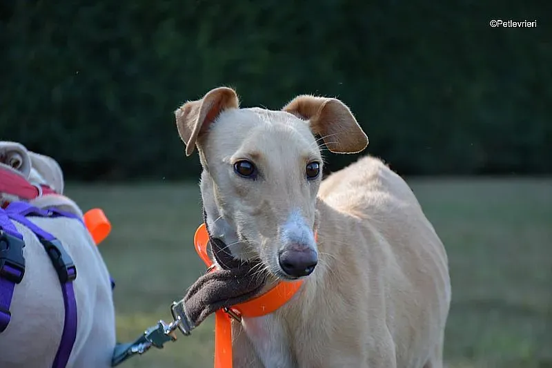 Polvorera adozione levrieri galgo 04