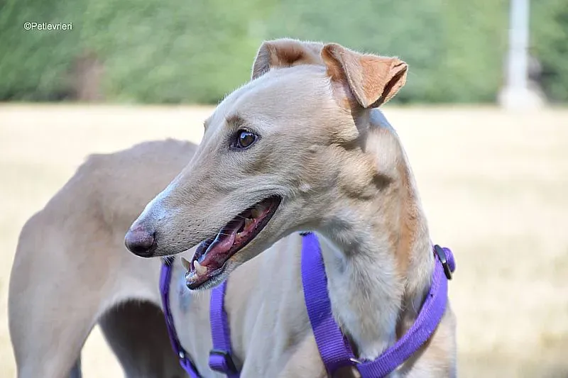 Polvorera adozione levrieri galgo 05