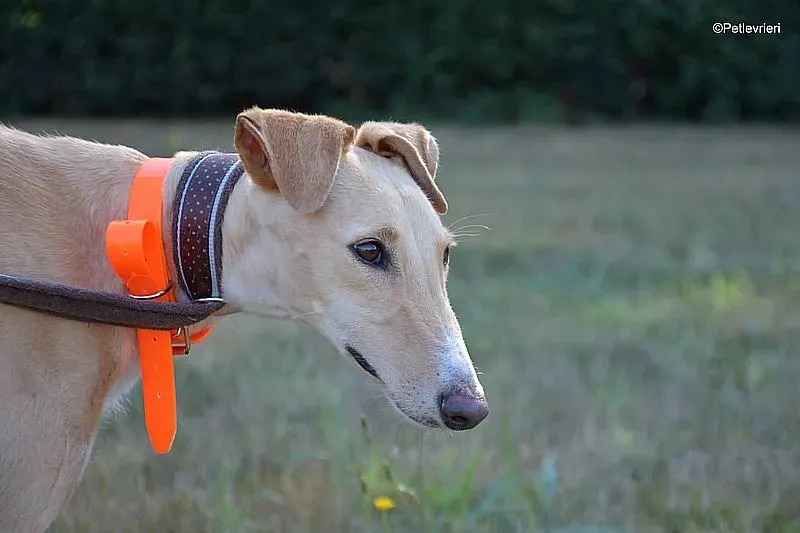 Polvorera adozione levrieri galgo 06