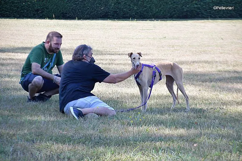 Polvorera adozione levrieri galgo 07