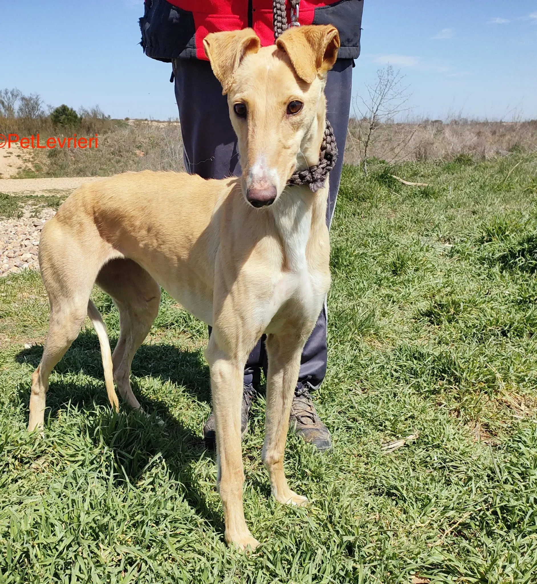 Polvorera adozione levrieri galgo 1