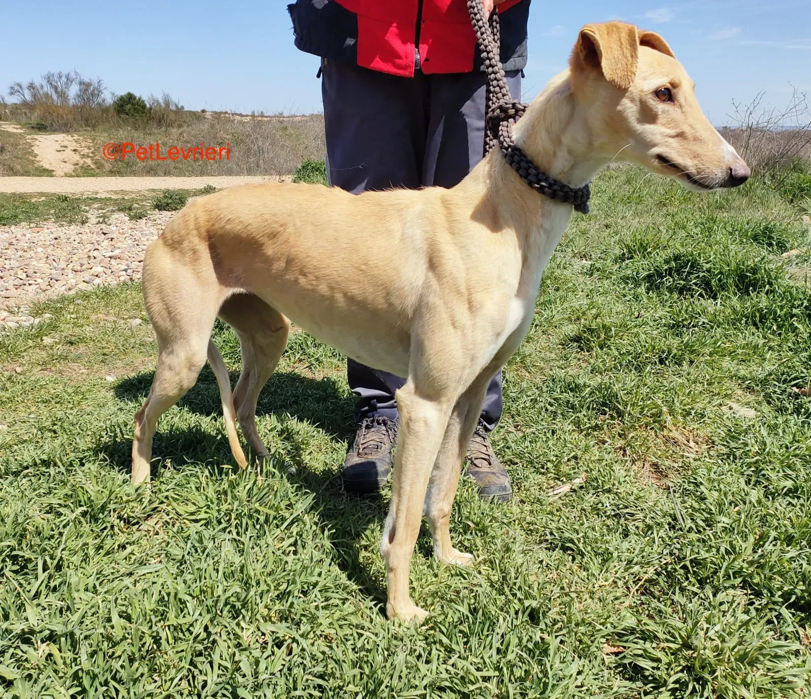 Polvorera adozione levrieri galgo 2