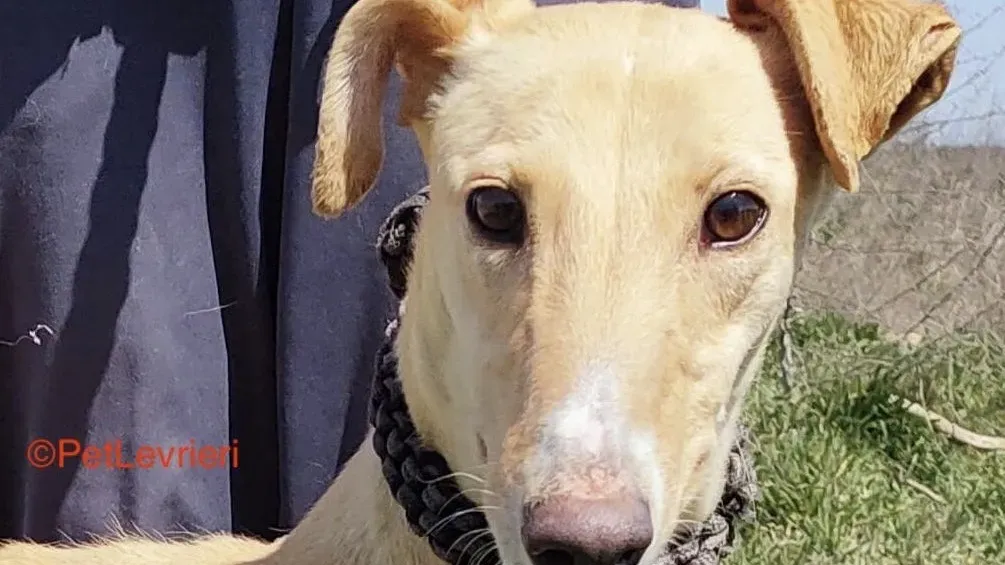 Polvorera adozione levrieri galgo 3 2