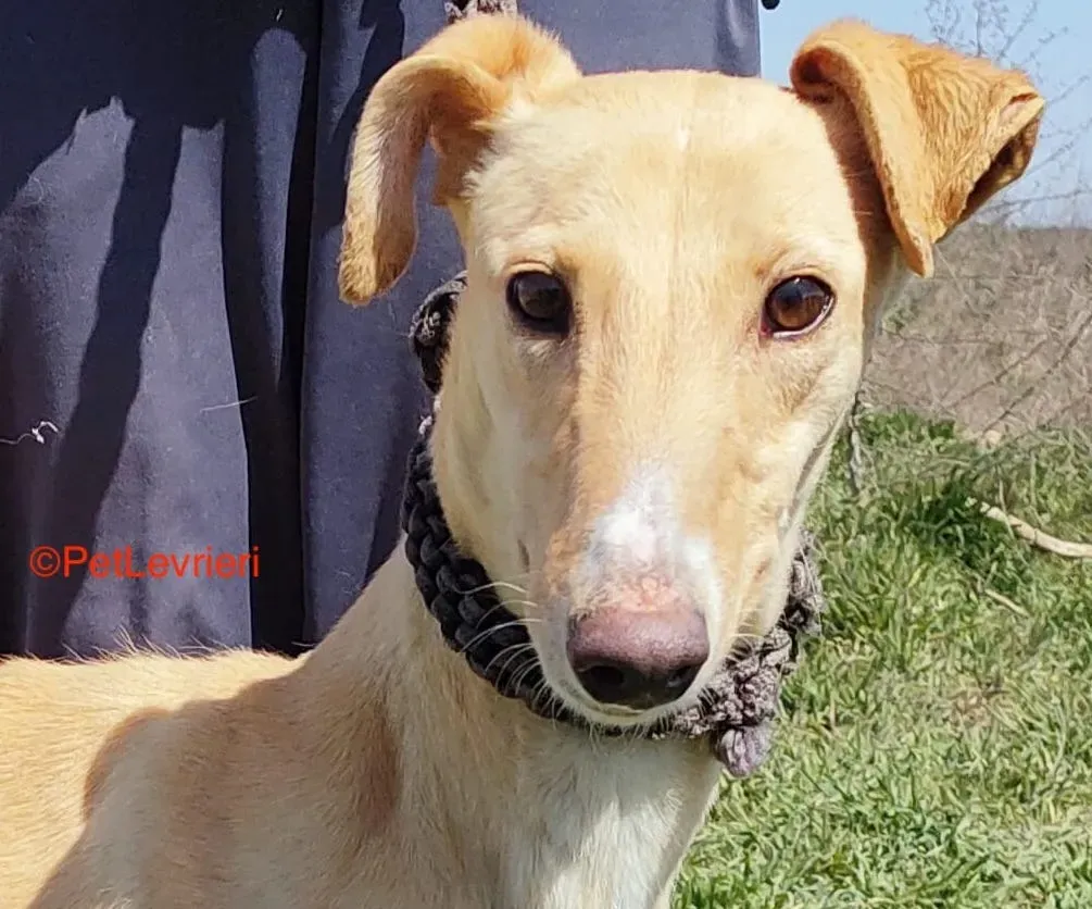Polvorera adozione levrieri galgo 3