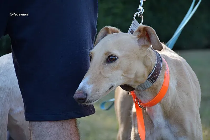 Polvorera adozione levrieri galgo 02