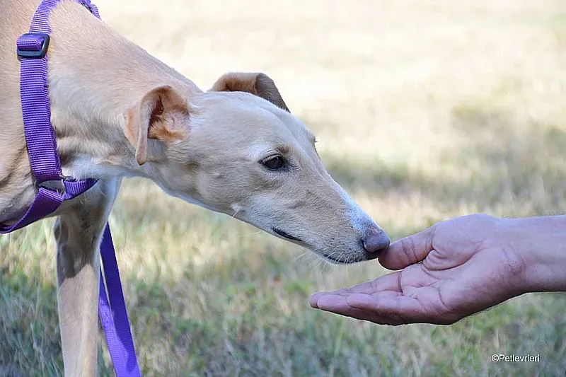 Polvorera adozione levrieri galgo 03