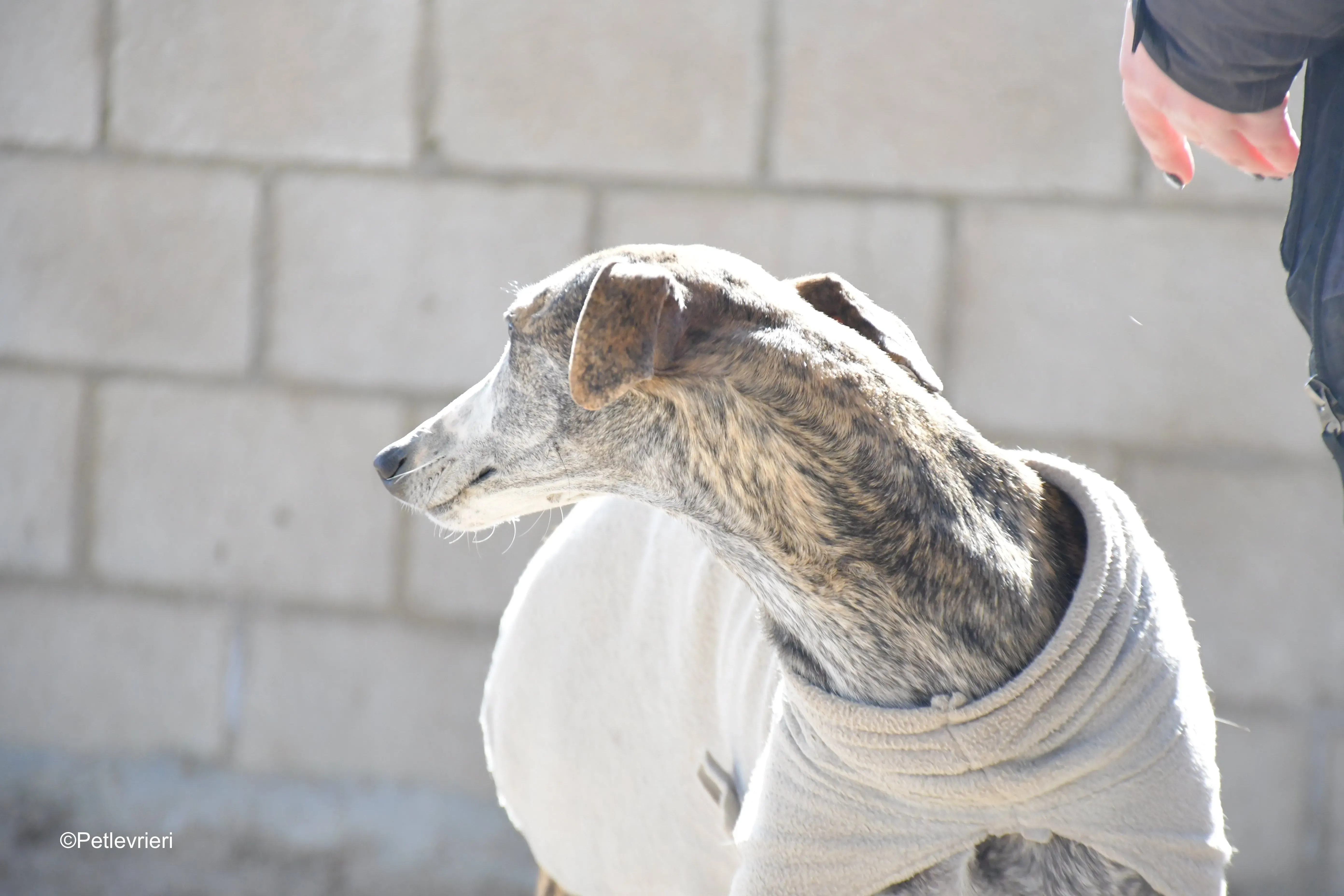 Pompeya adozione lerieri galgo 1