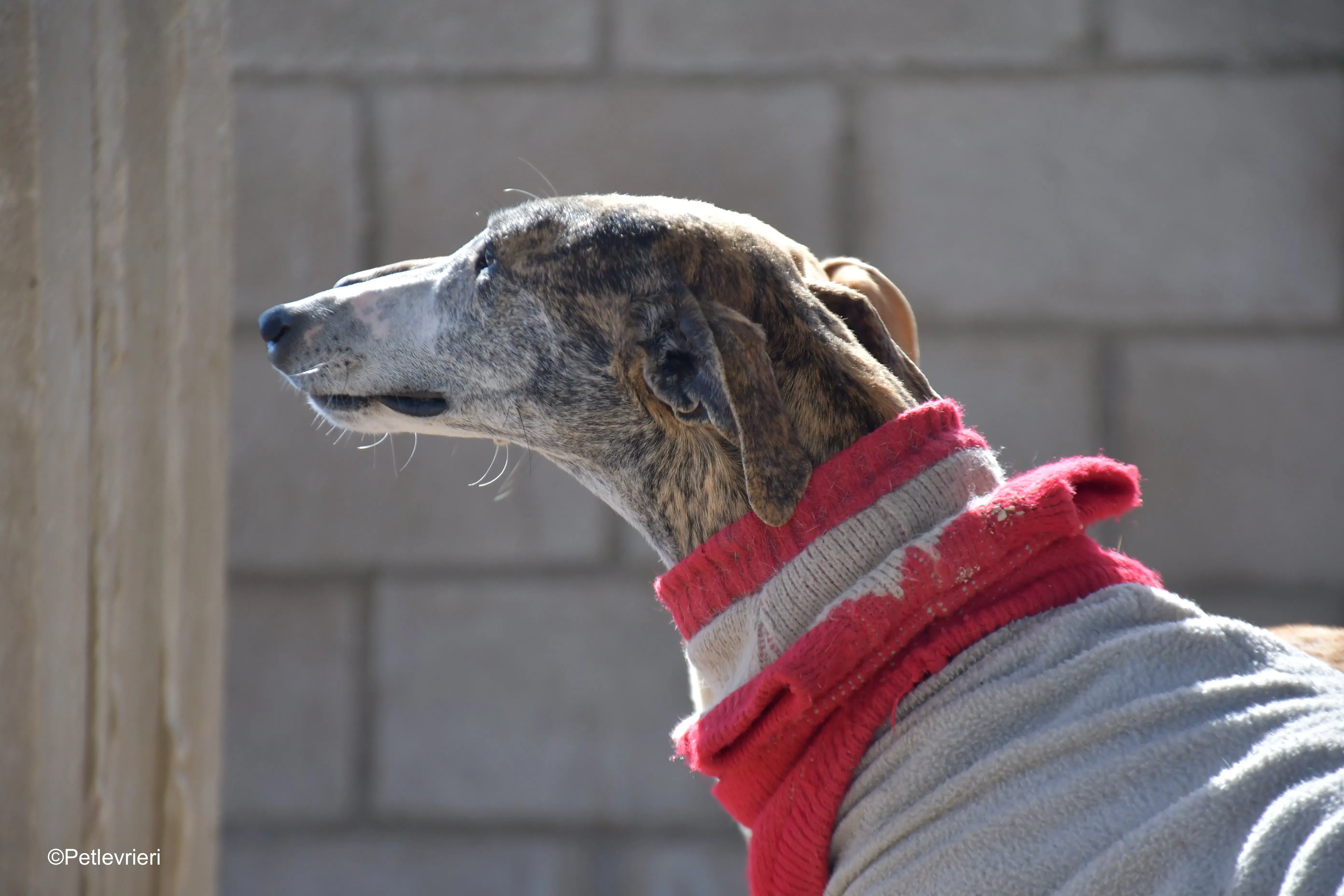 Pompeya adozione lerieri galgo 10