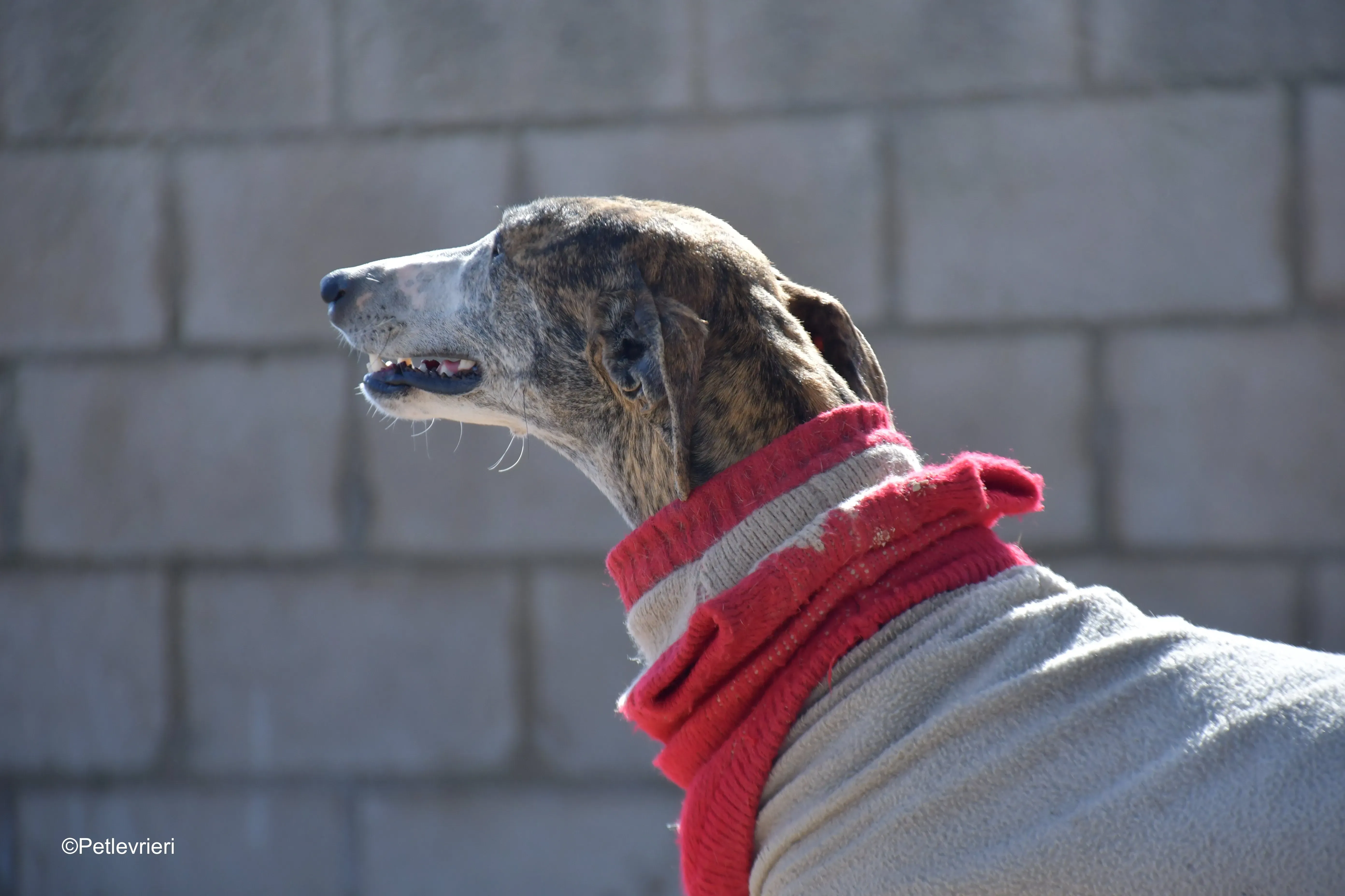 Pompeya adozione lerieri galgo 11