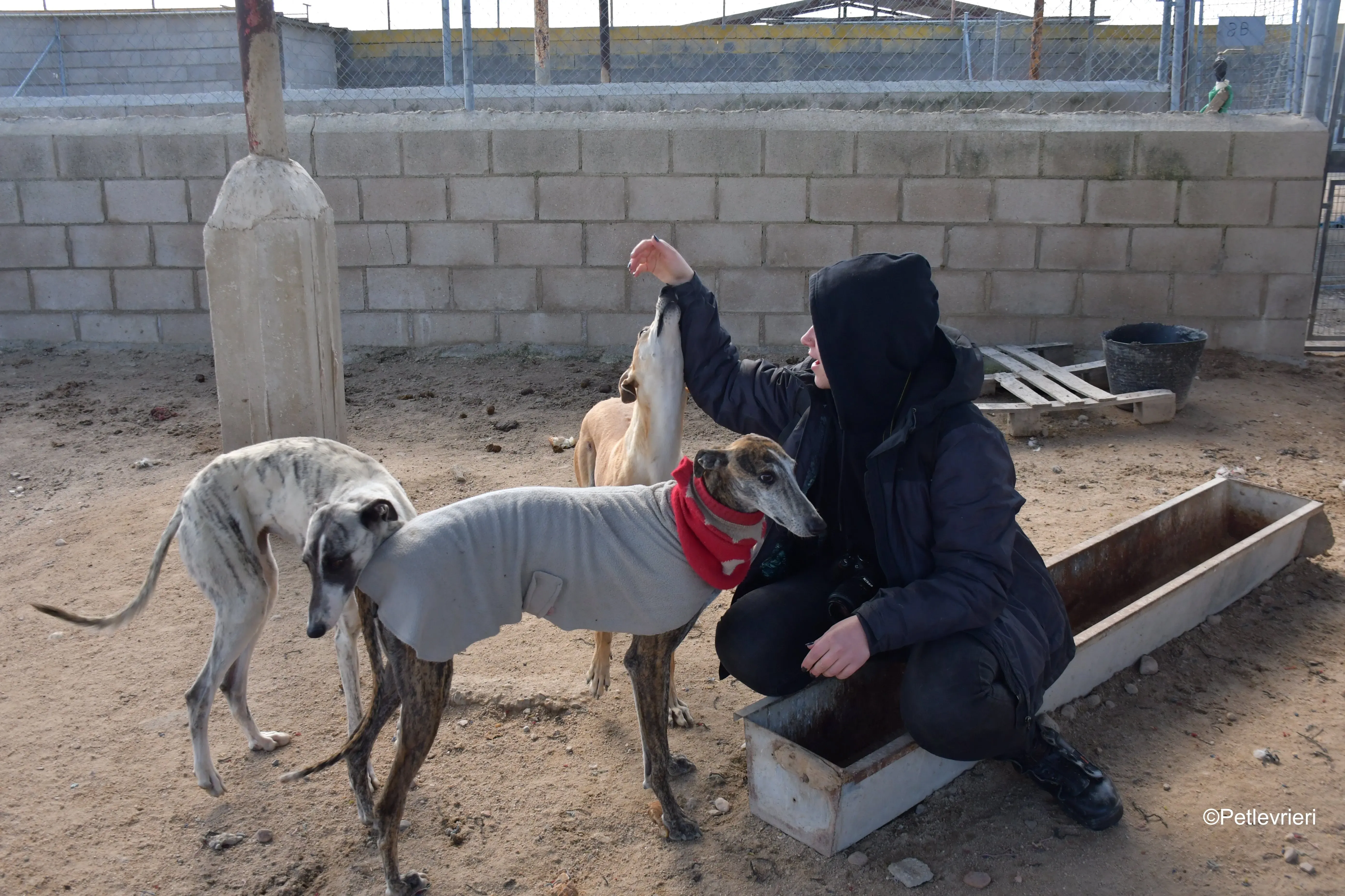 Pompeya adozione lerieri galgo 12