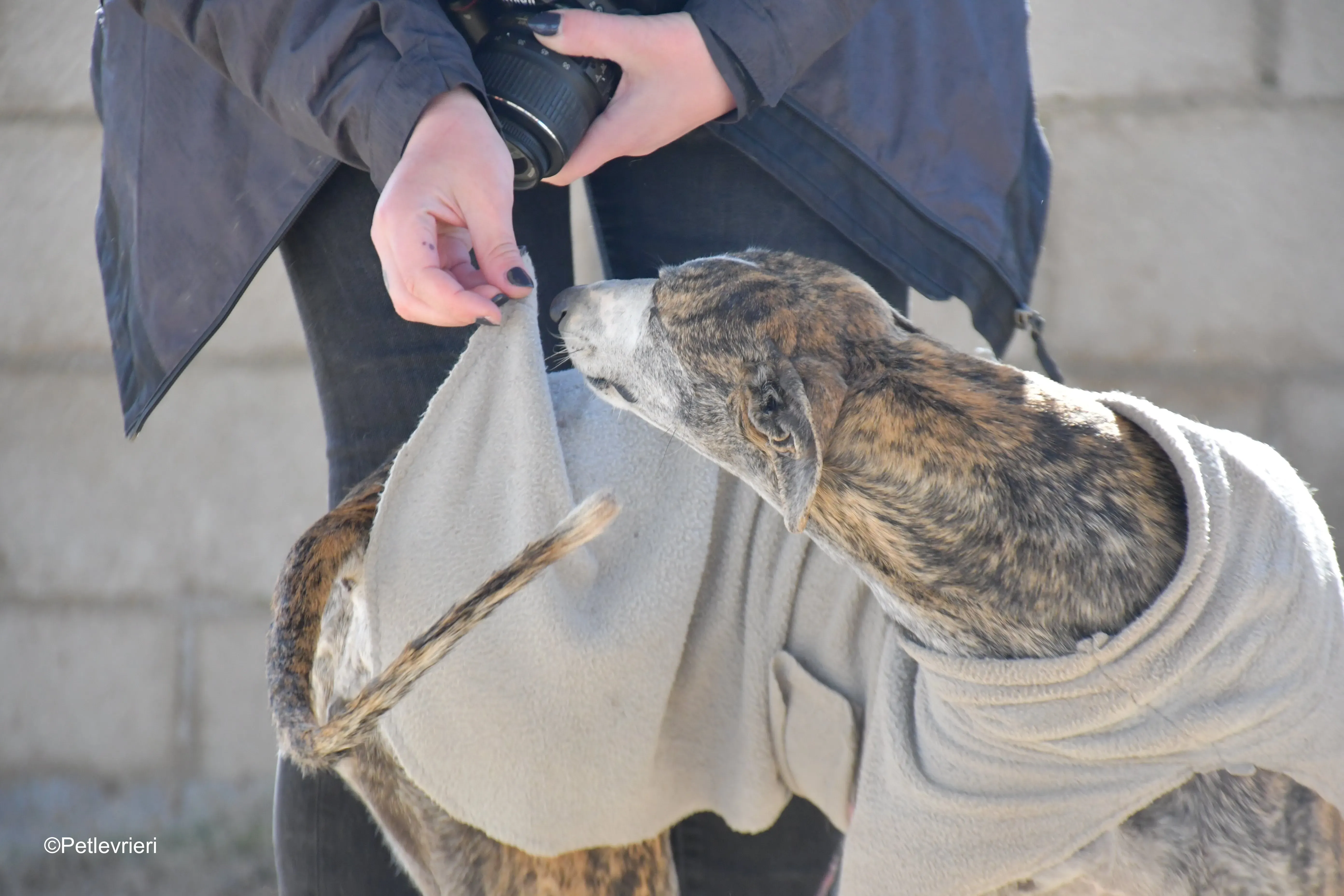 Pompeya adozione lerieri galgo 2