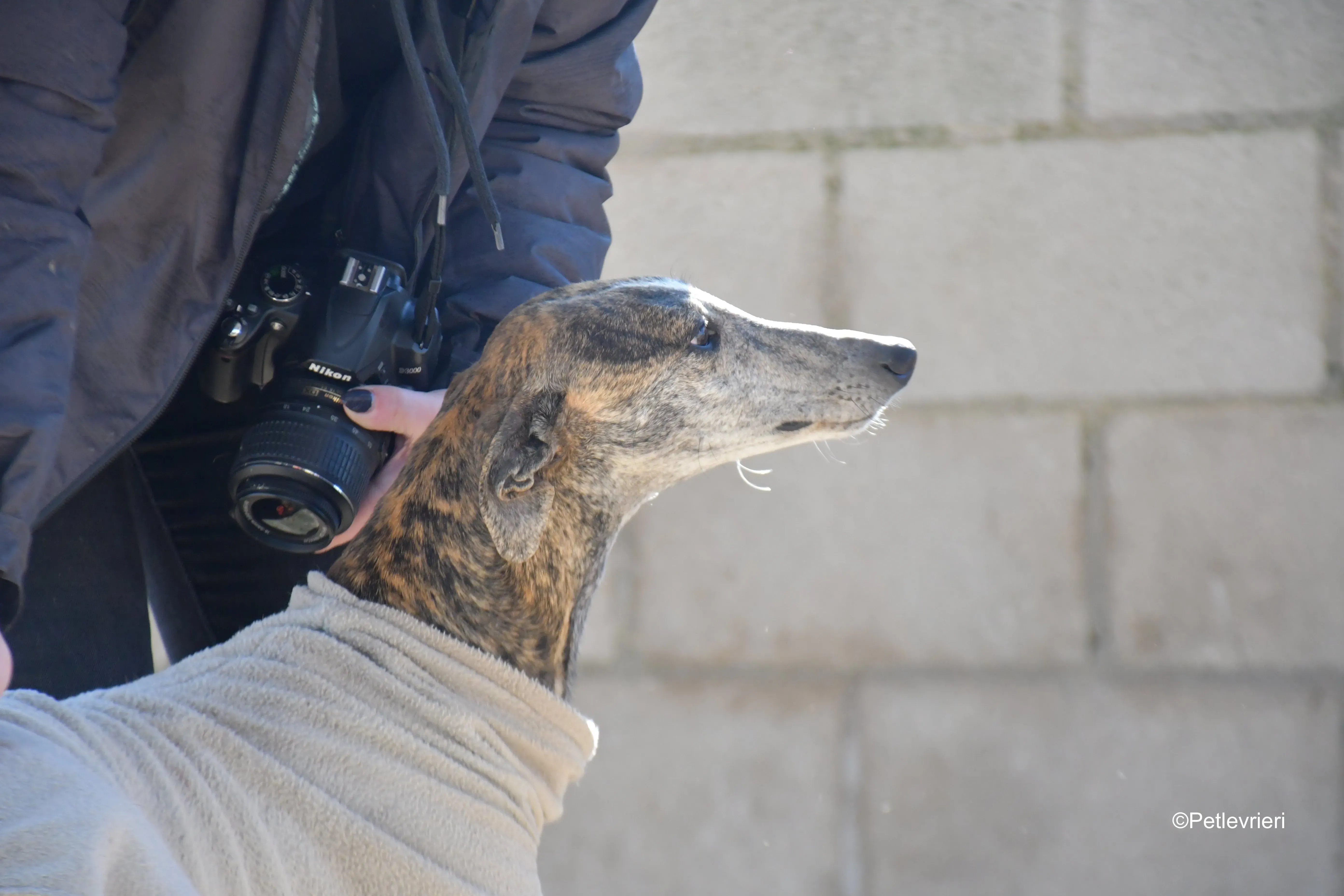 Pompeya adozione lerieri galgo 3