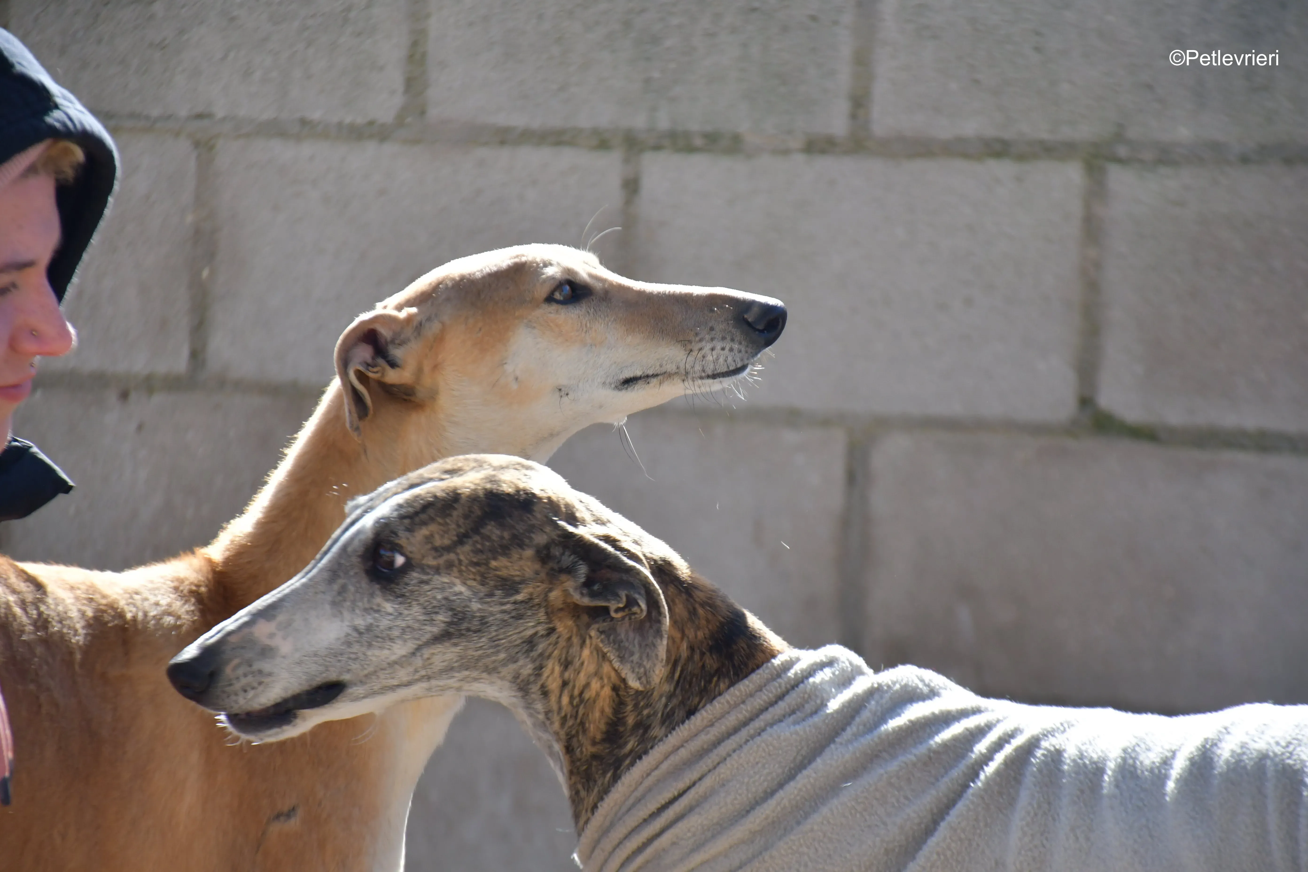 Pompeya adozione lerieri galgo 4