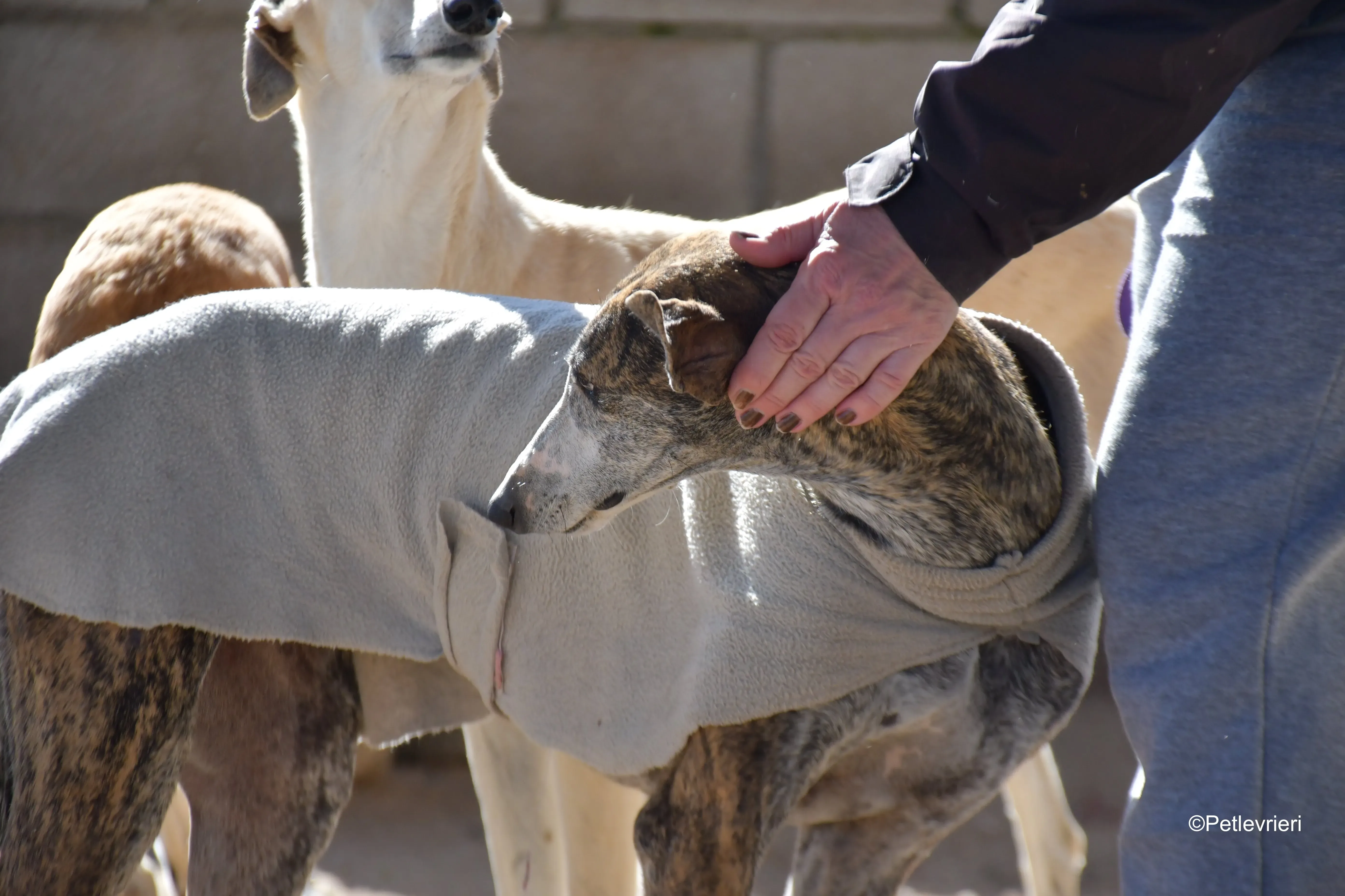 Pompeya adozione lerieri galgo 5