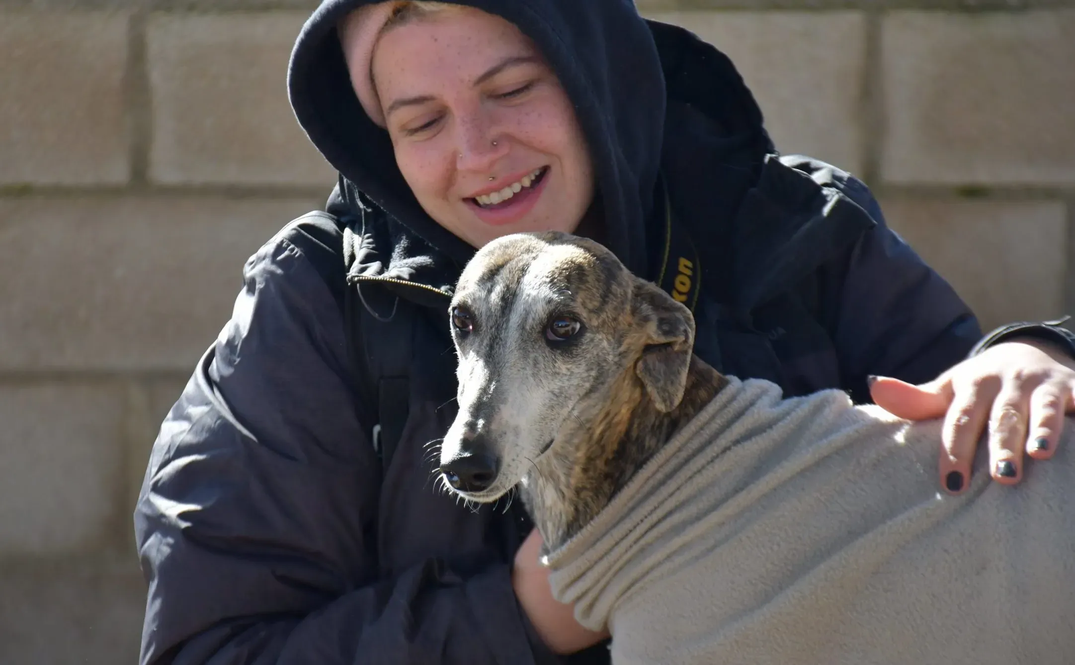 Pompeya adozione lerieri galgo 6 scaled e1650053876536