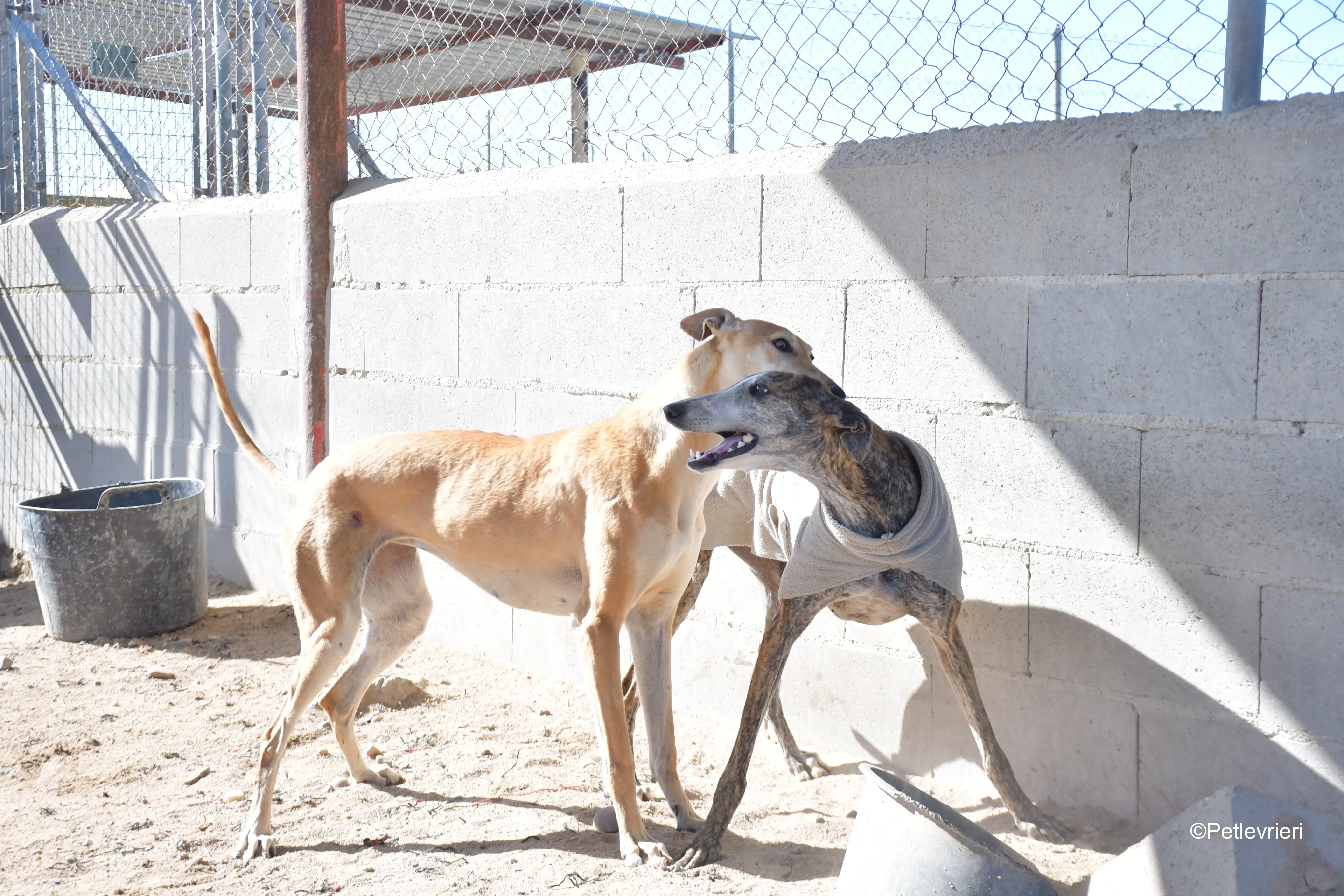 Pompeya adozione lerieri galgo 7