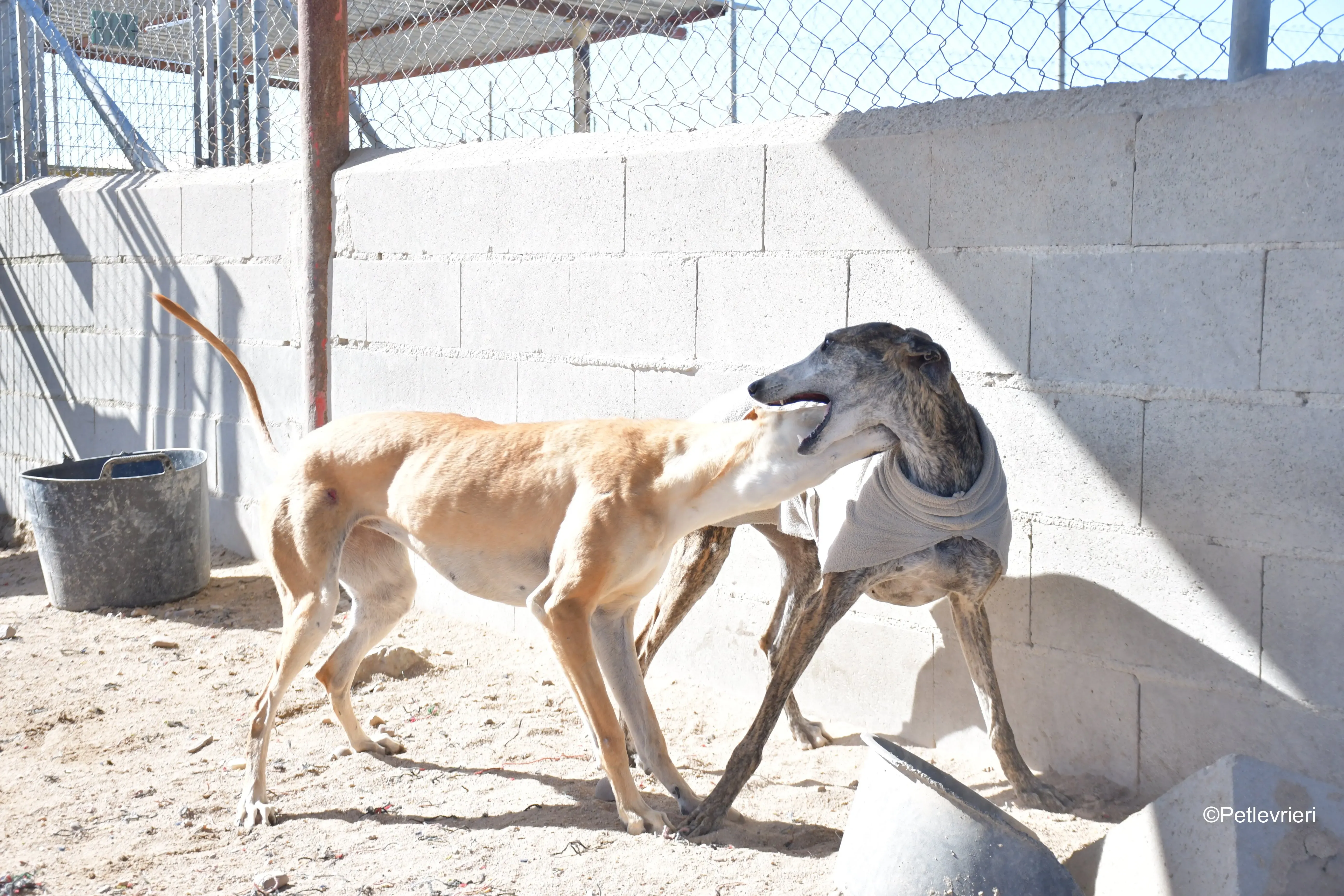 Pompeya adozione lerieri galgo 8