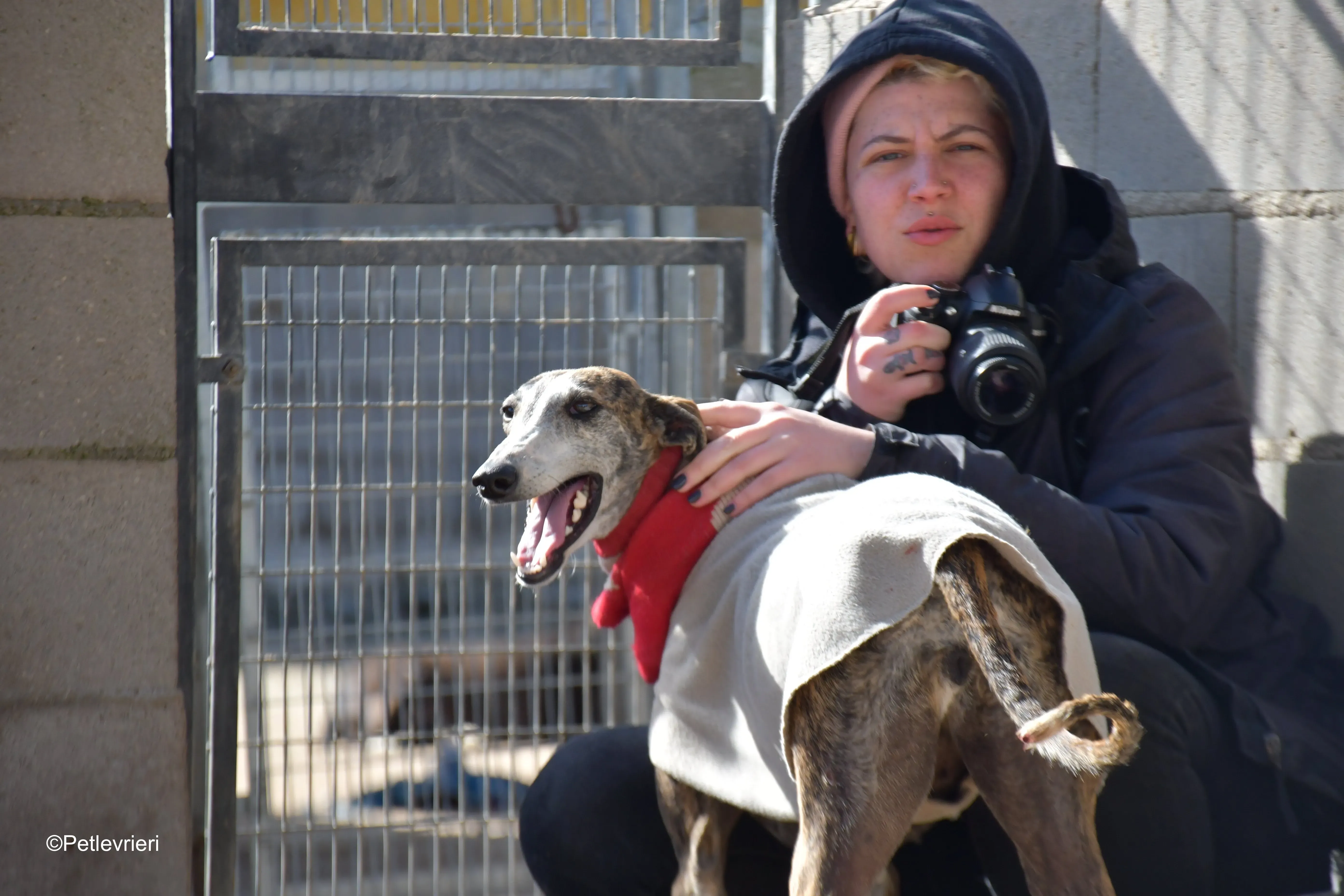 Pompeya adozione lerieri galgo 9