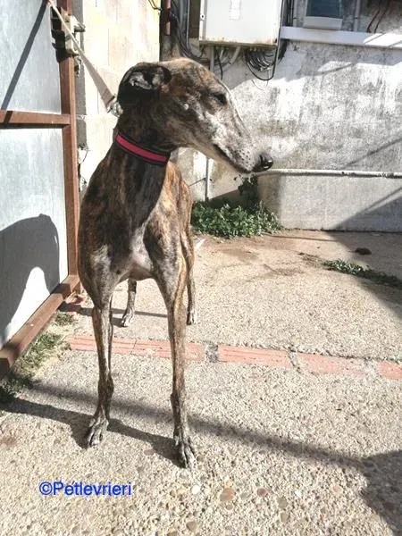 Pompeya adozione levrieri galgo 01