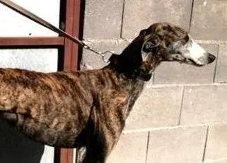 Pompeya adozione levrieri galgo 02 e1650053534697