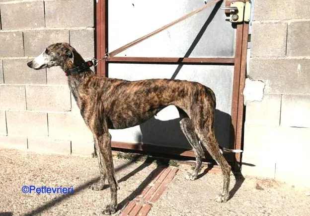 Pompeya adozione levrieri galgo 03