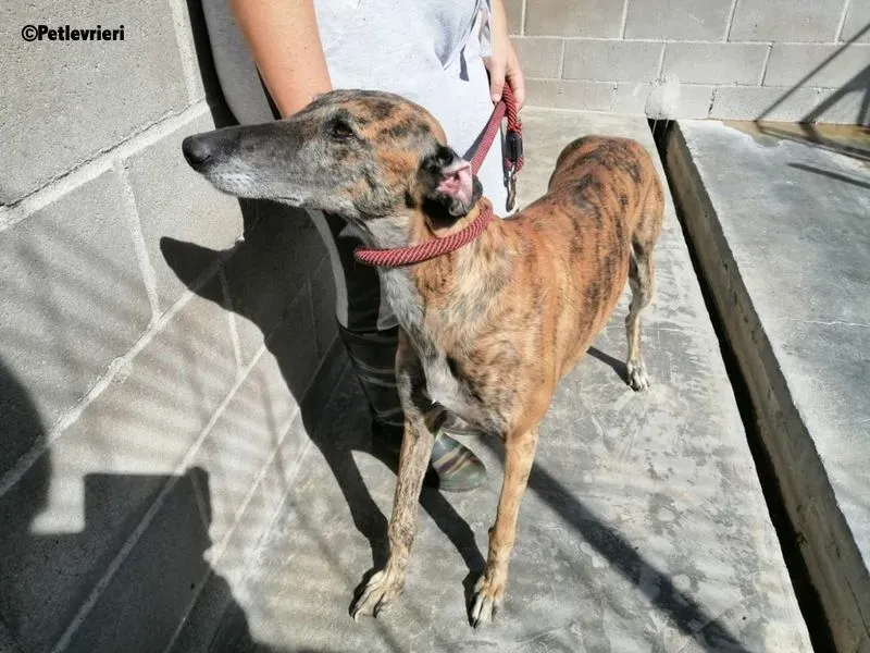 Poncho 2 Chip 4209 adozione levrieri galgo
