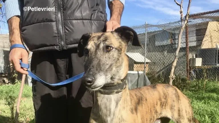 Poncho 2 Chip 4209 adozione levrieri galgo 6