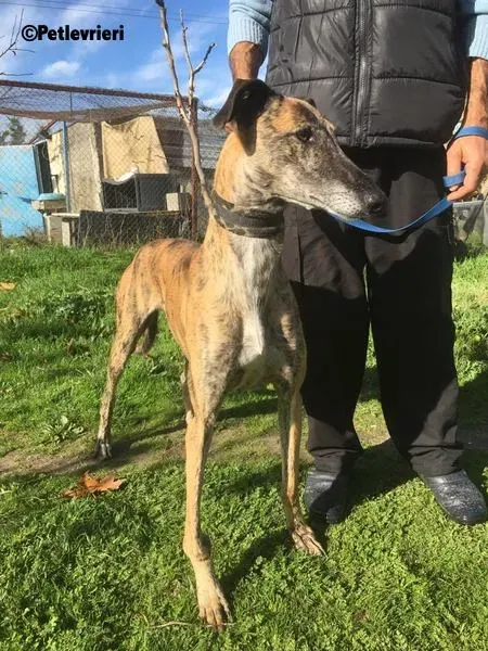 Poncho 2 Chip 4209 adozione levrieri galgo