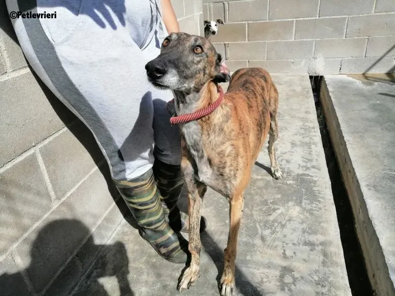 Poncho 2 Chip 4209 adozione levrieri galgo 1