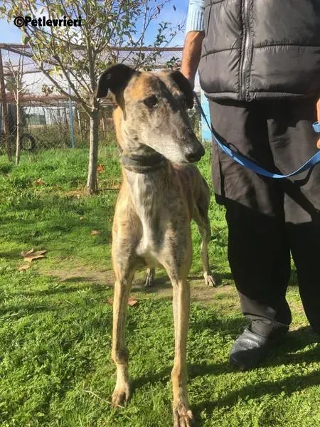 Poncho 2 Chip 4209 adozione levrieri galgo 1