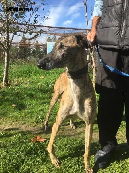 Poncho 2 Chip 4209 adozione levrieri galgo 2