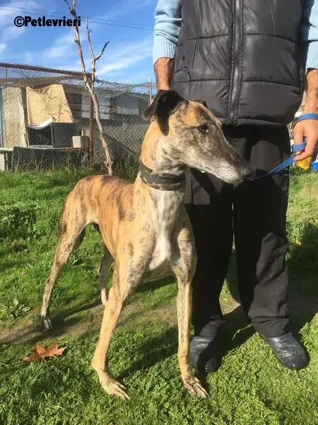 Poncho 2 Chip 4209 adozione levrieri galgo 3