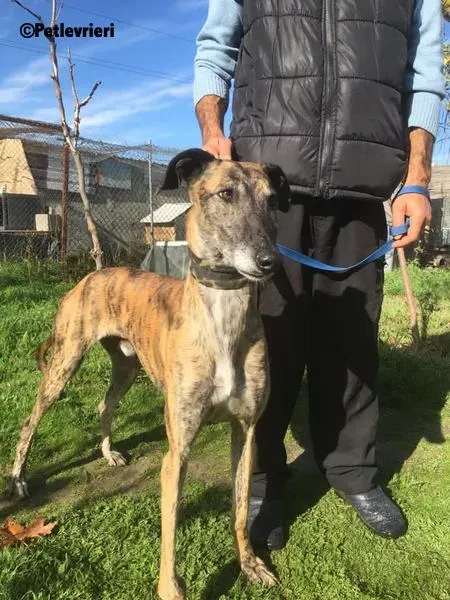Poncho 2 Chip 4209 adozione levrieri galgo 4