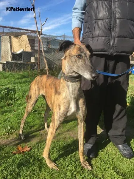 Poncho 2 Chip 4209 adozione levrieri galgo 5