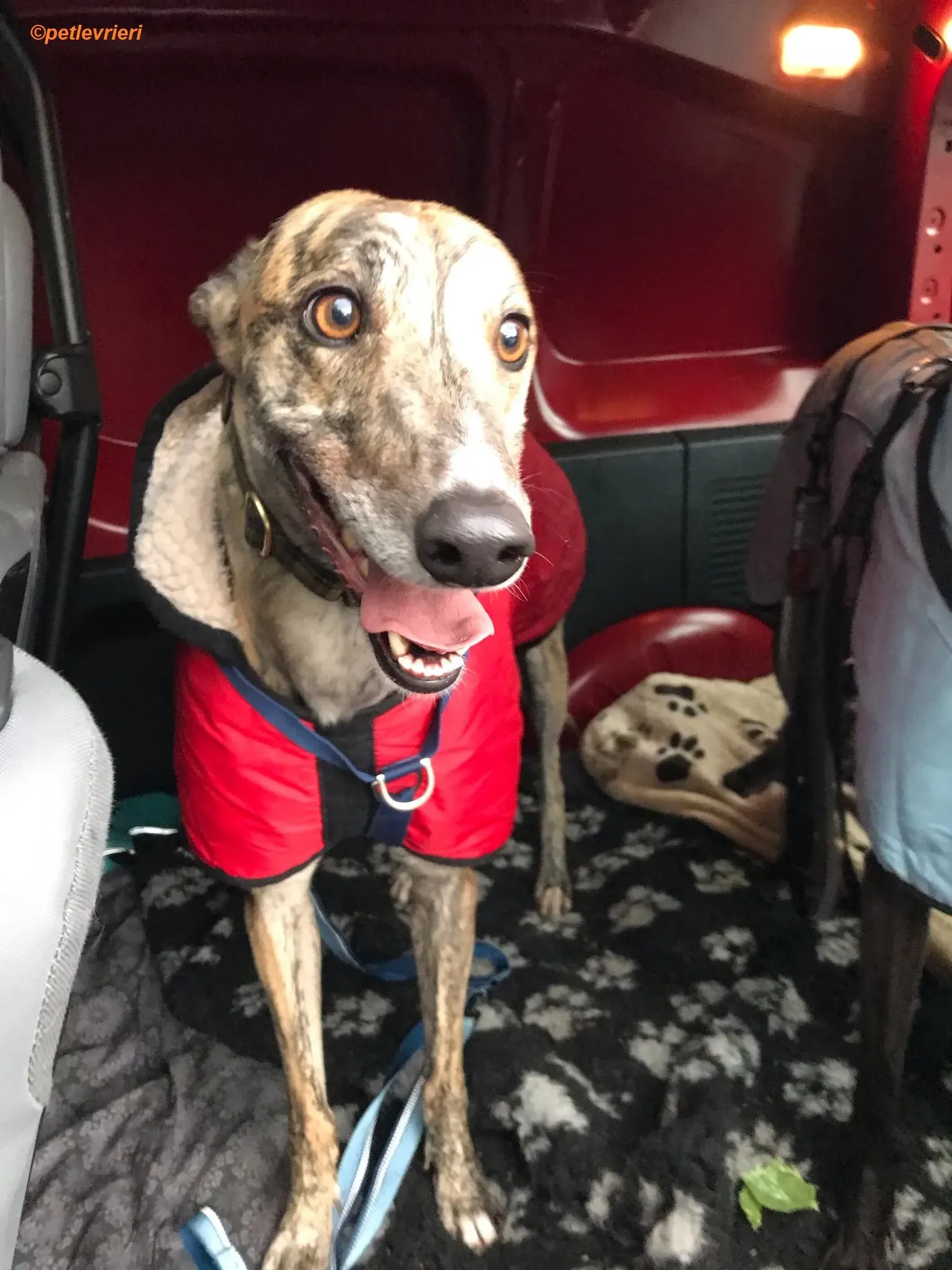 Popcorn adozione levrieri greyhound 1