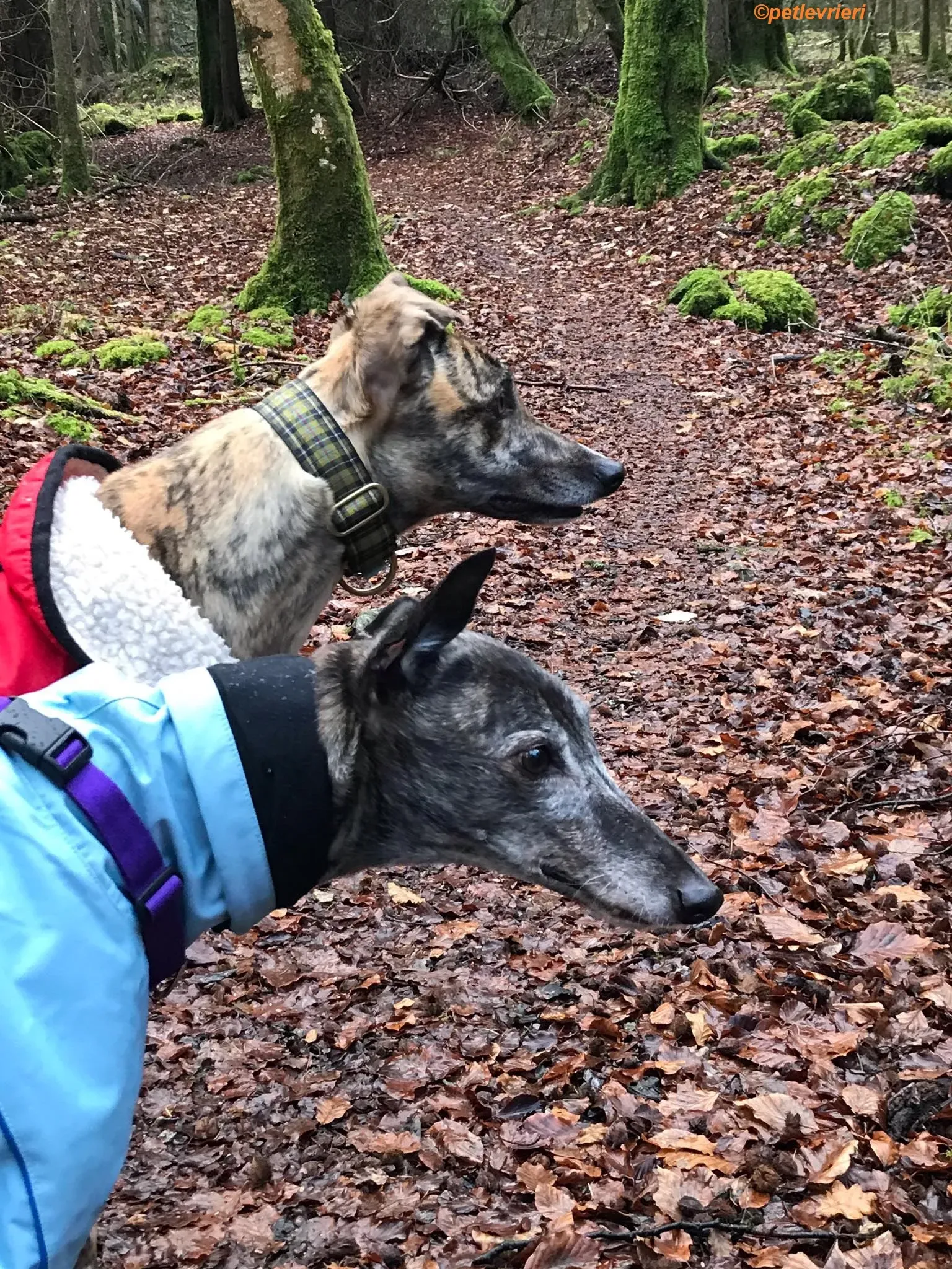 Popcorn adozione levrieri greyhound 10