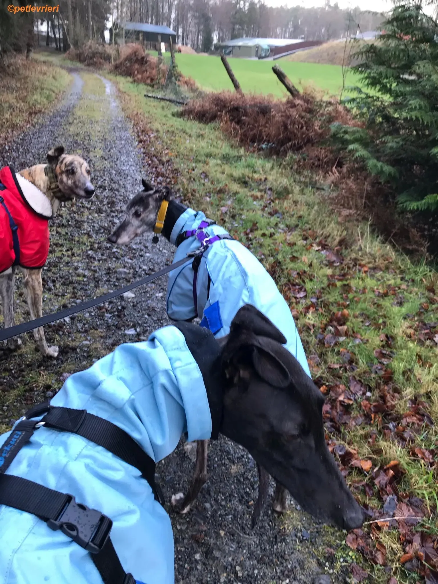 Popcorn adozione levrieri greyhound 11