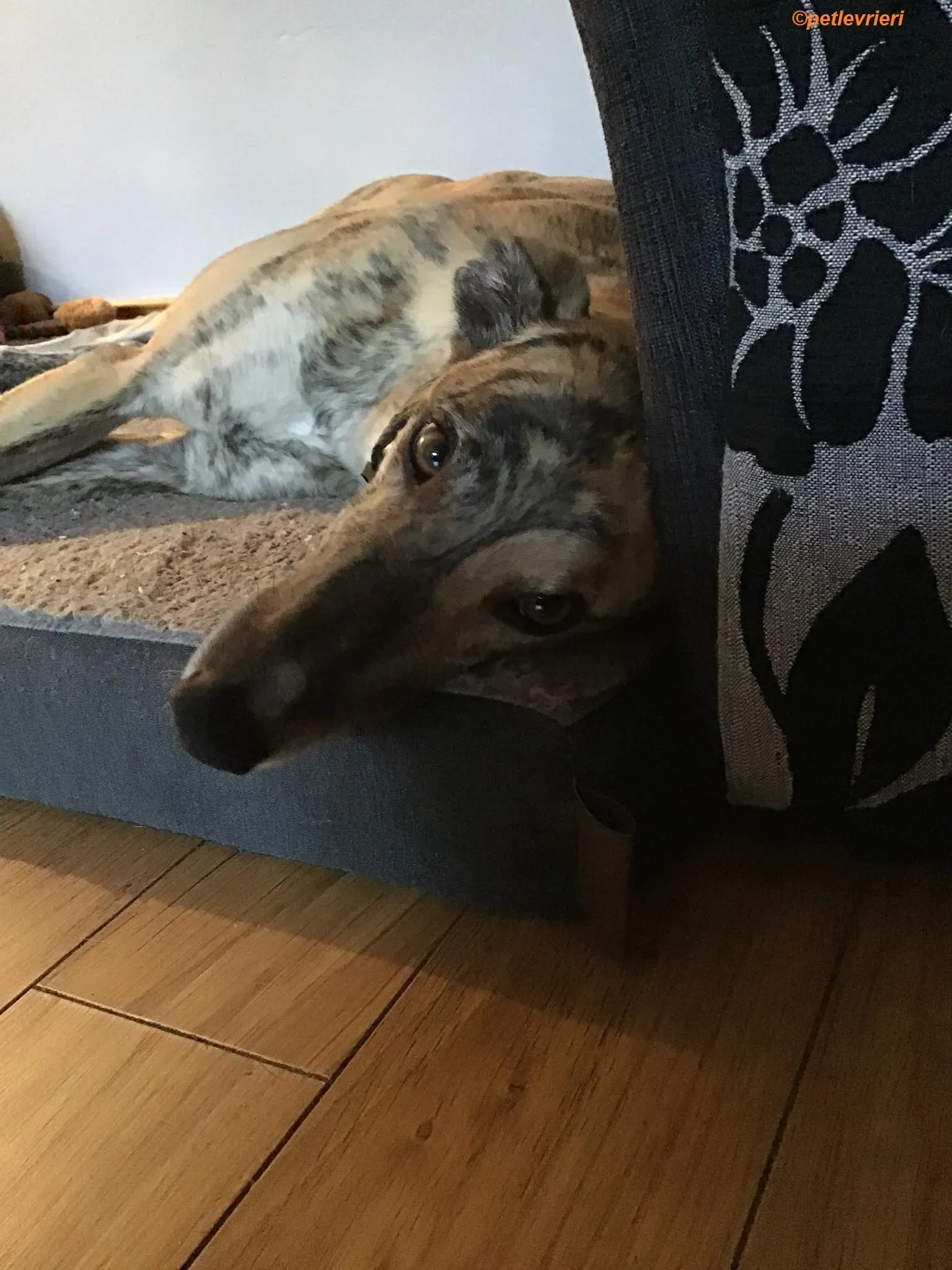 Popcorn adozione levrieri greyhound 12