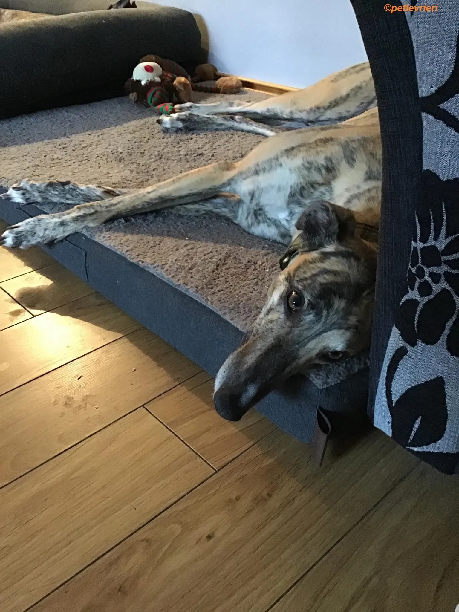 Popcorn adozione levrieri greyhound 13