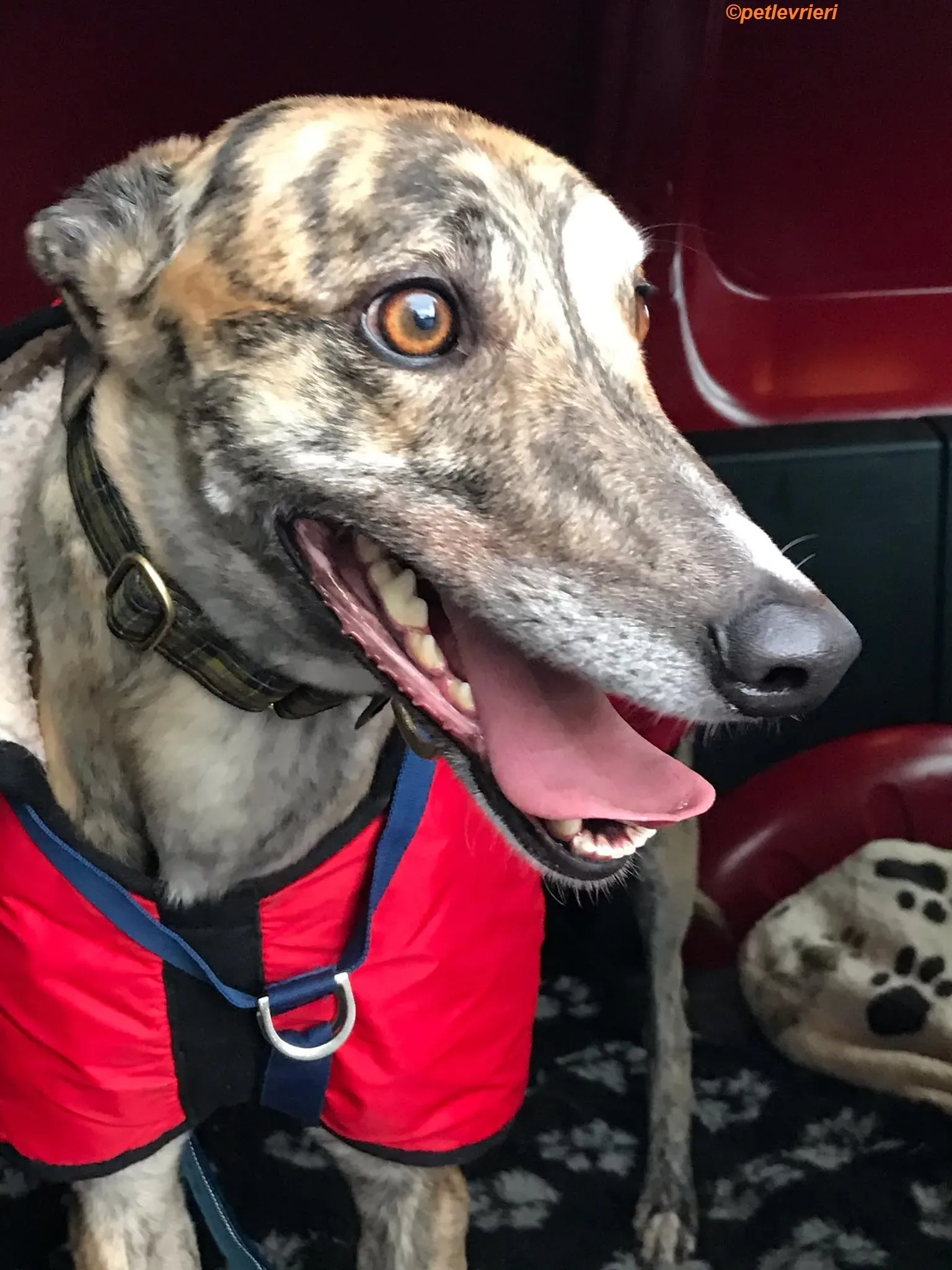 Popcorn adozione levrieri greyhound 2 1