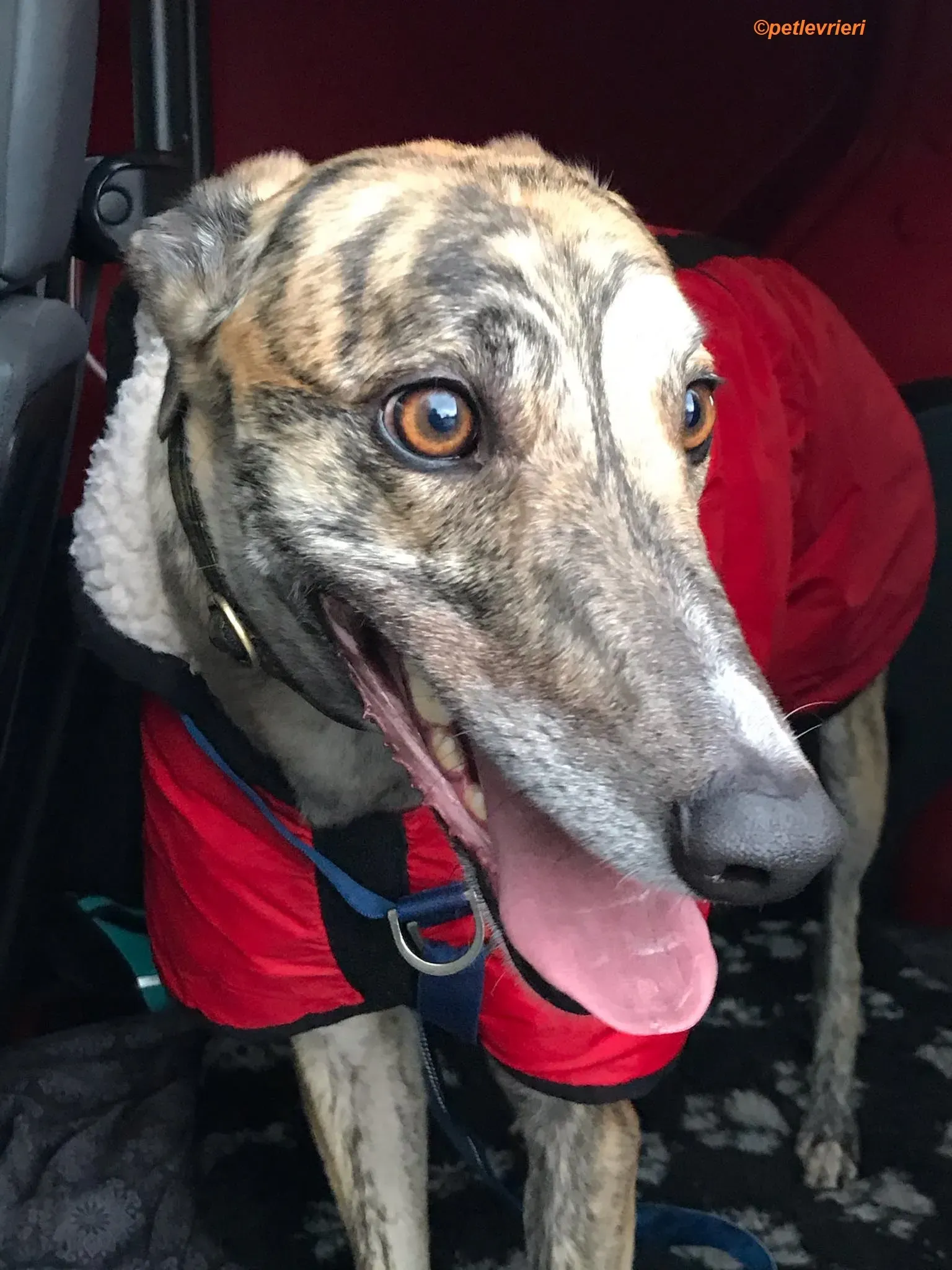 Popcorn adozione levrieri greyhound 3