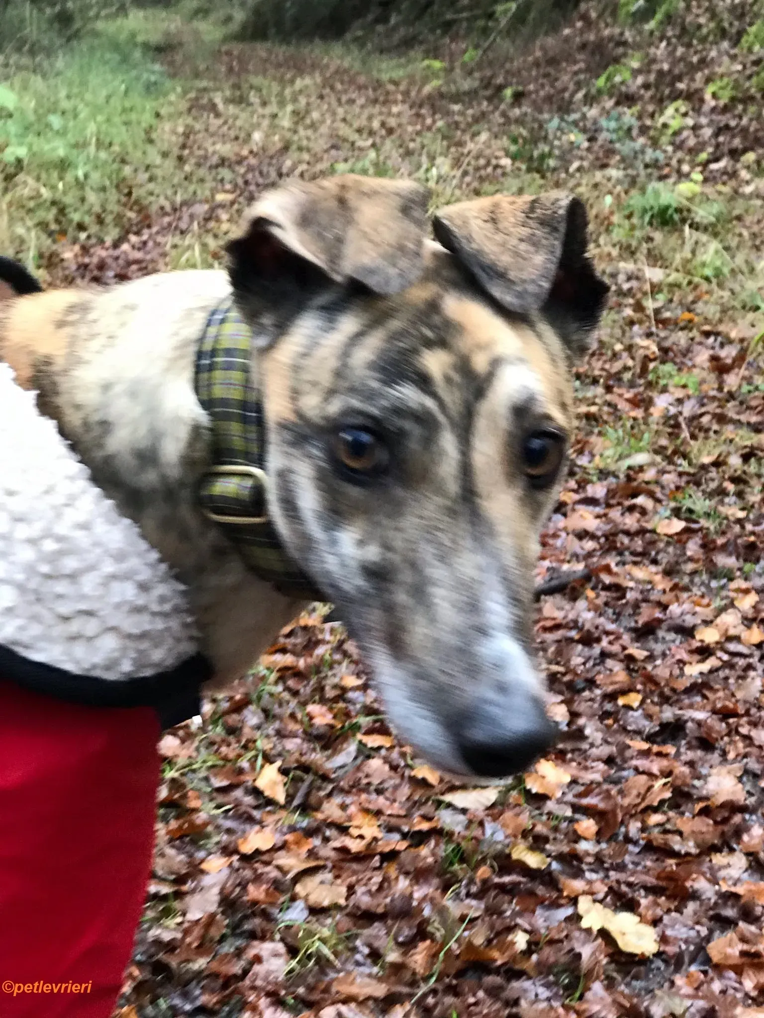 Popcorn adozione levrieri greyhound 4