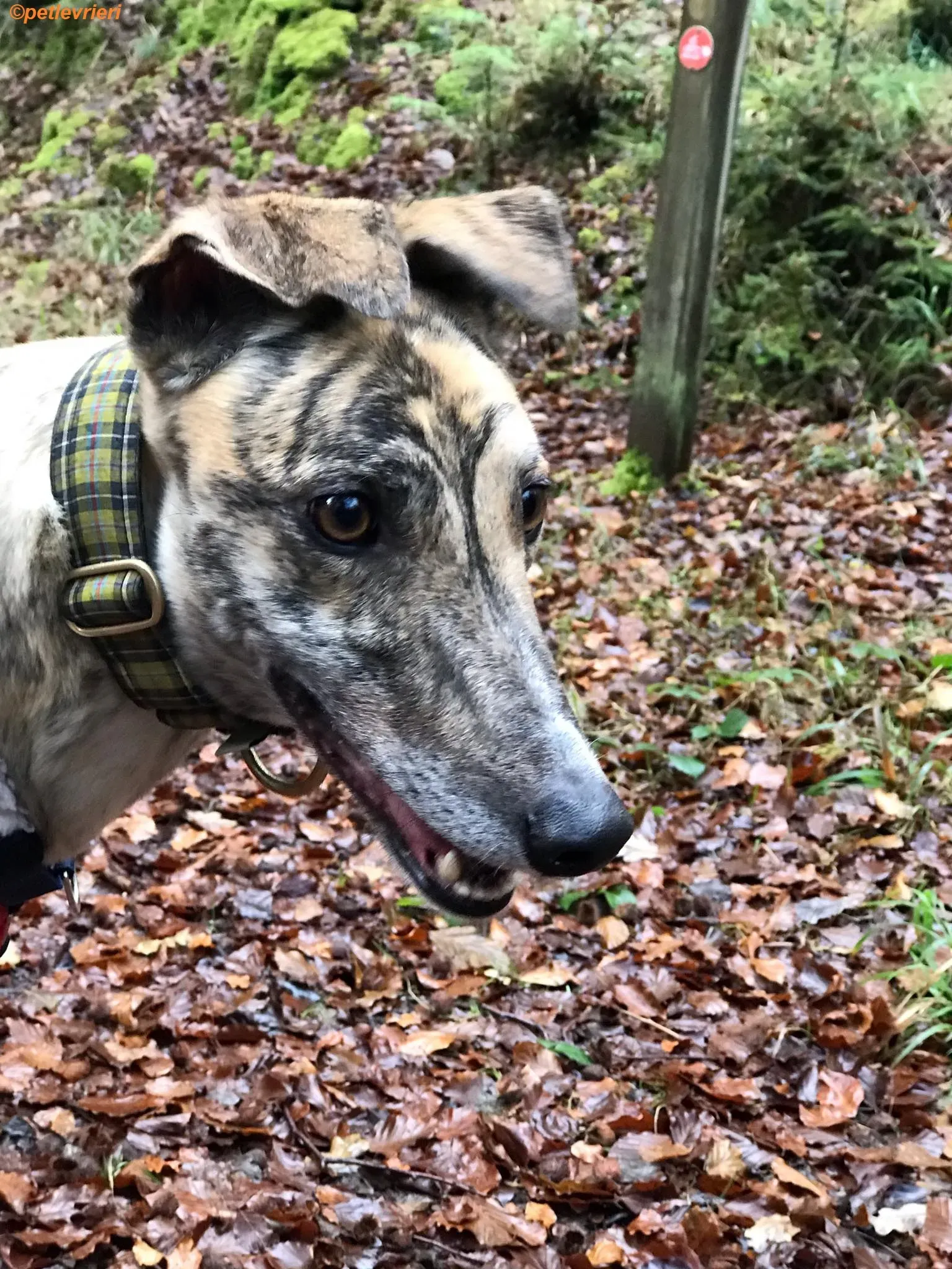 Popcorn adozione levrieri greyhound 5