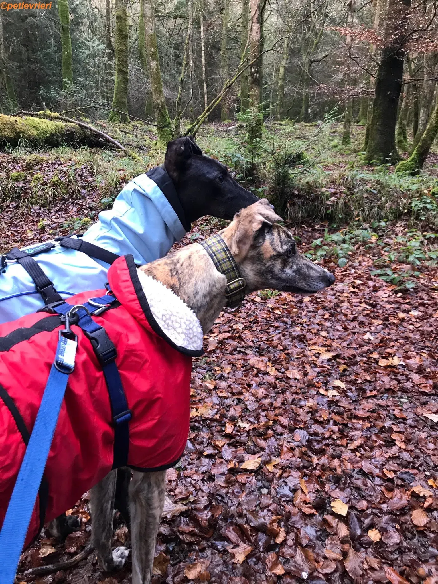 Popcorn adozione levrieri greyhound 6