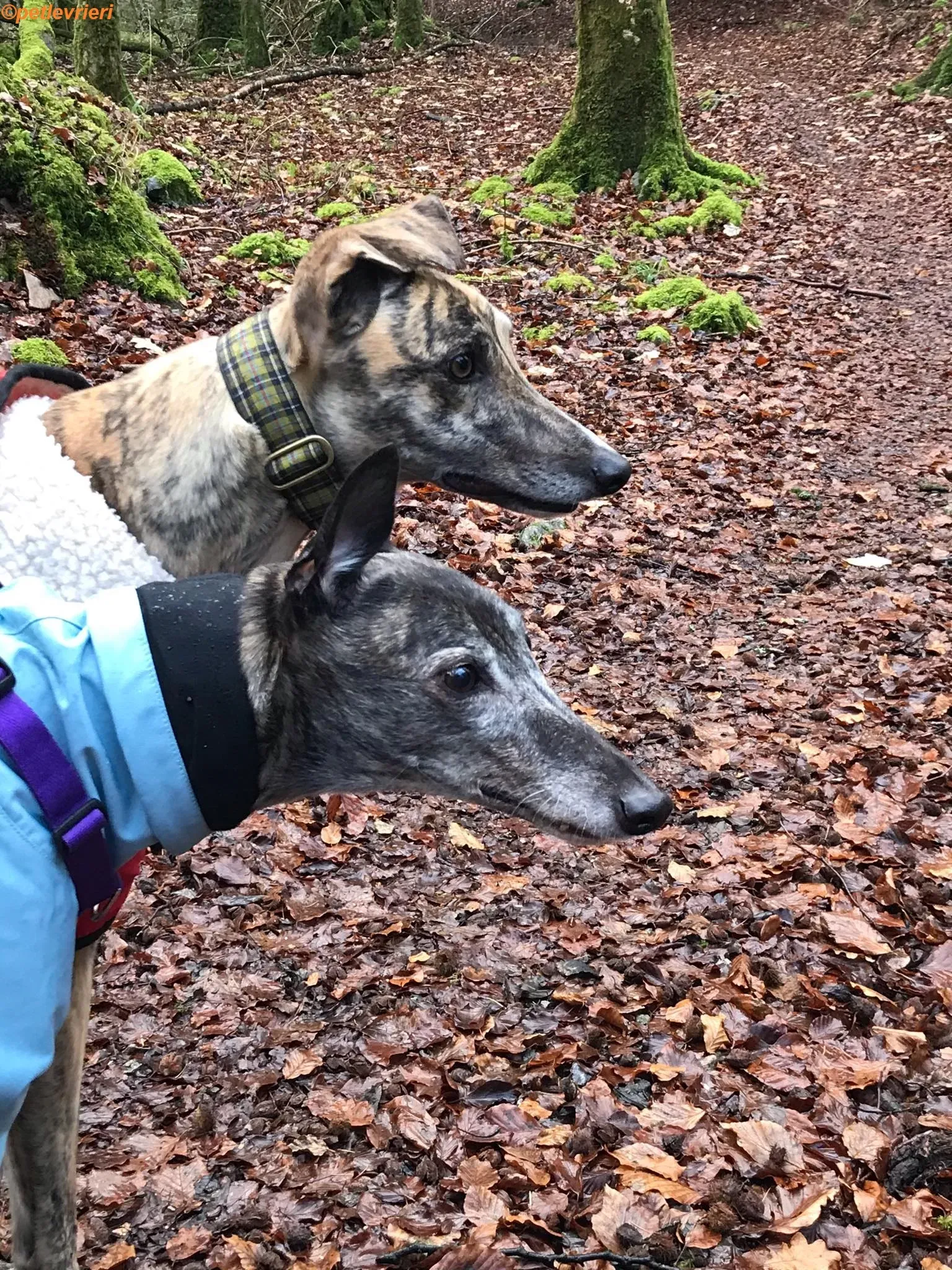 Popcorn adozione levrieri greyhound 7