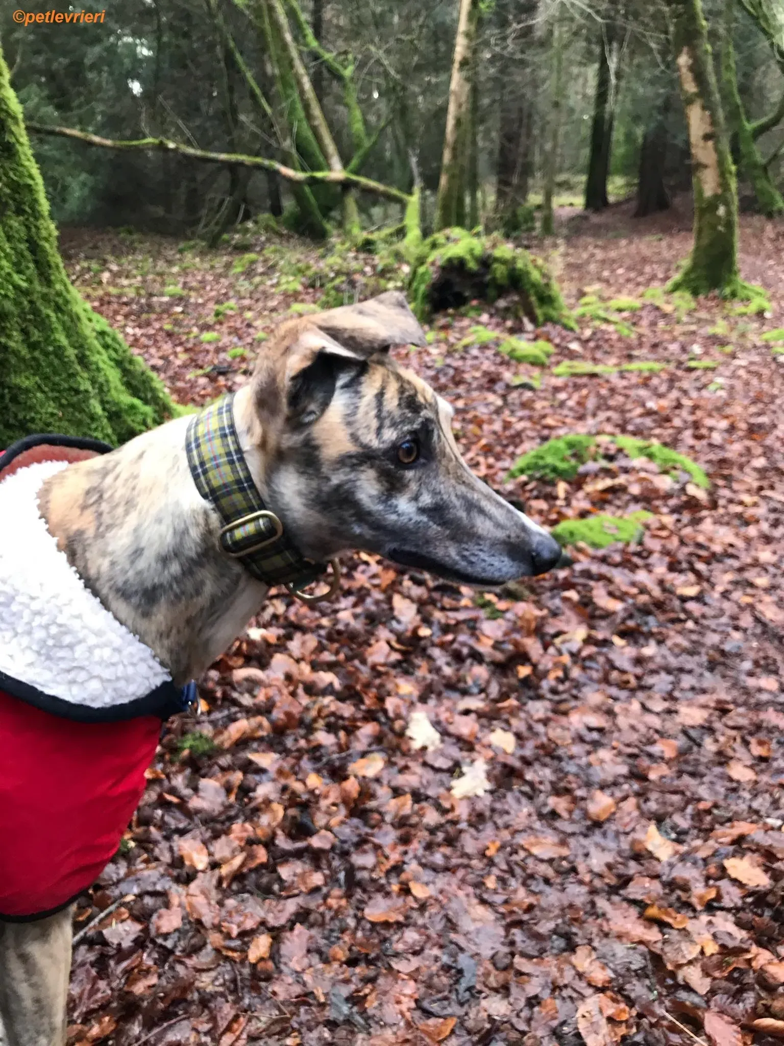 Popcorn adozione levrieri greyhound 8