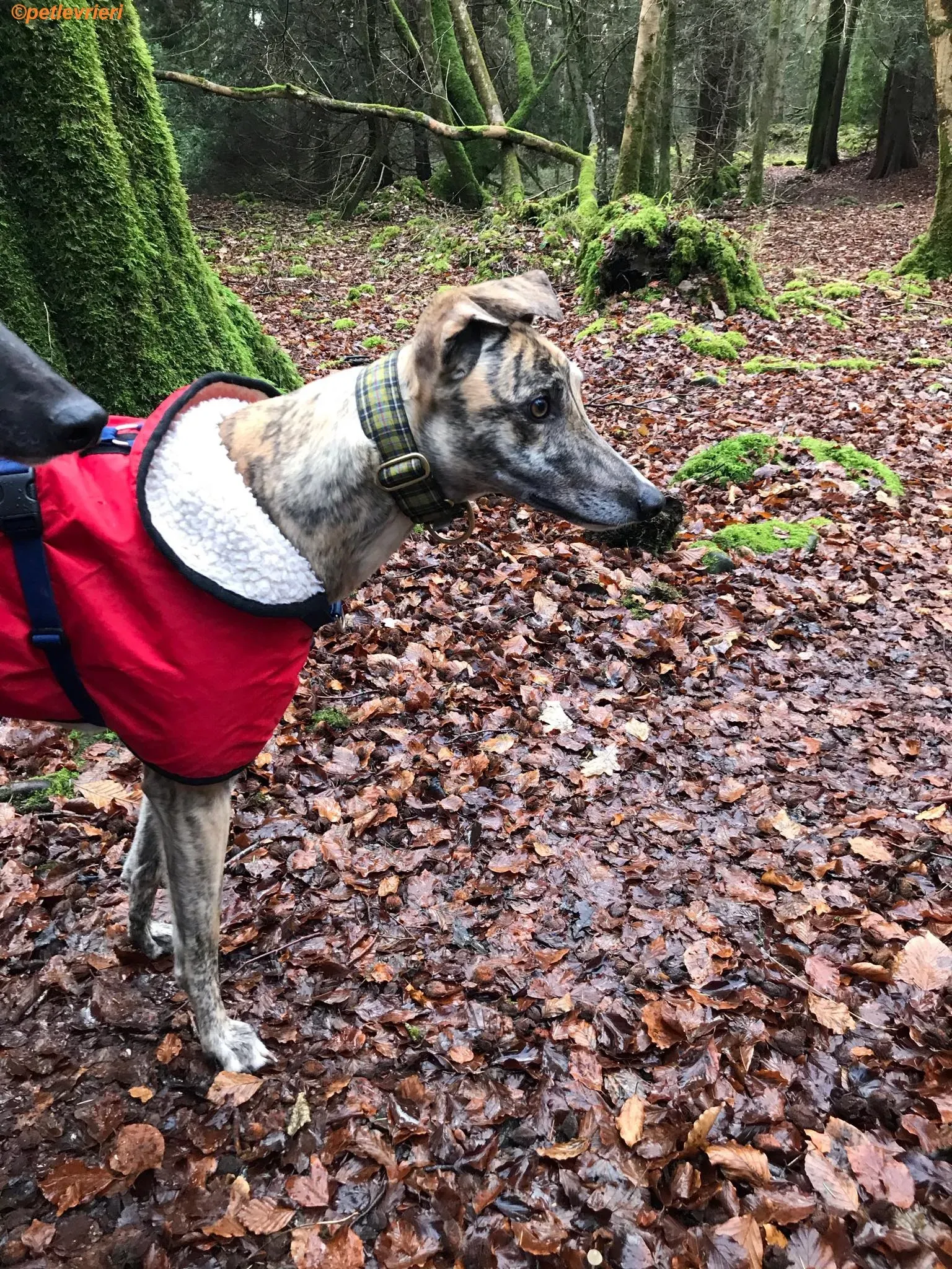 Popcorn adozione levrieri greyhound 9