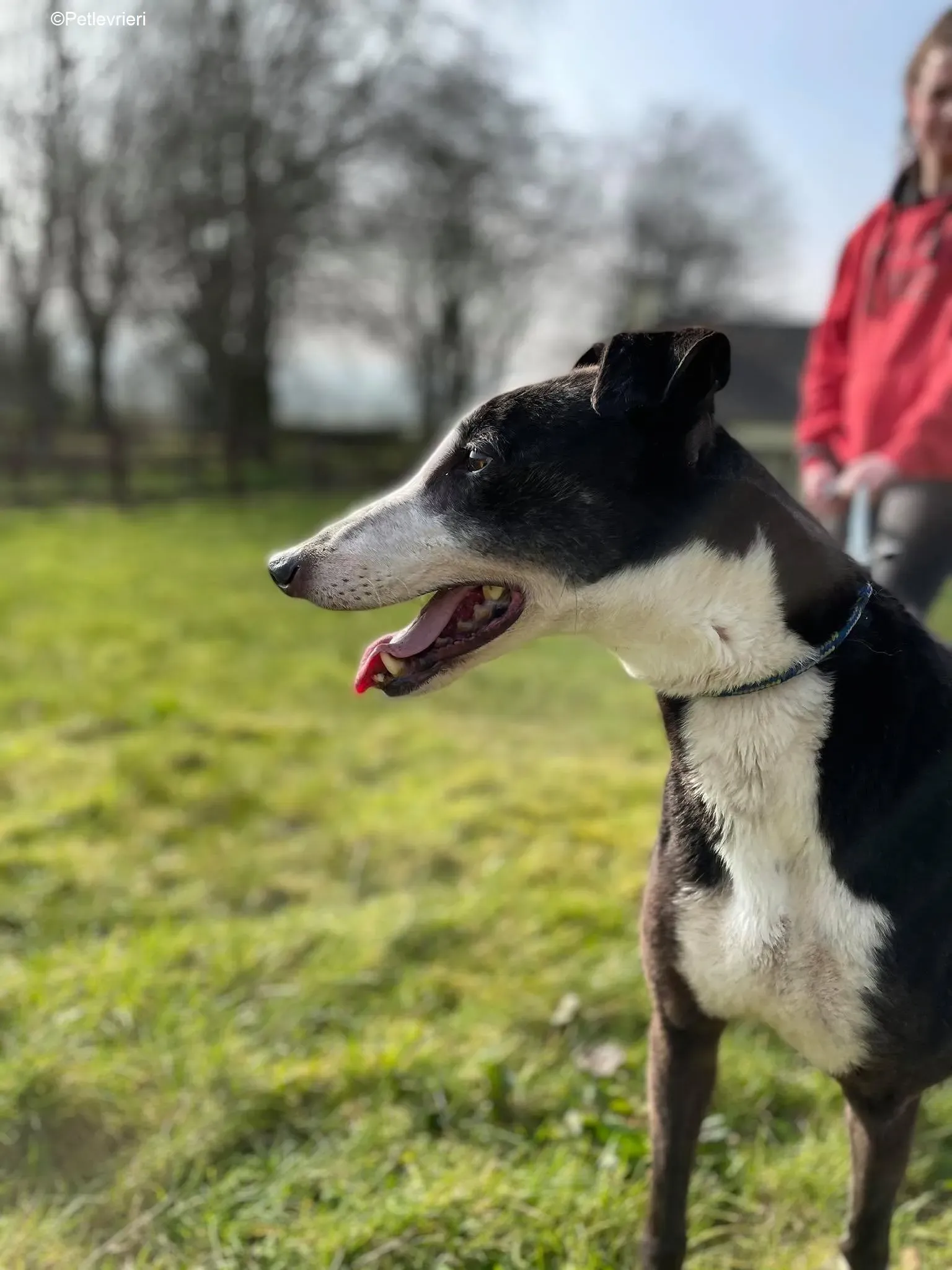 Poppy adozione levrieri greyhound 10 1