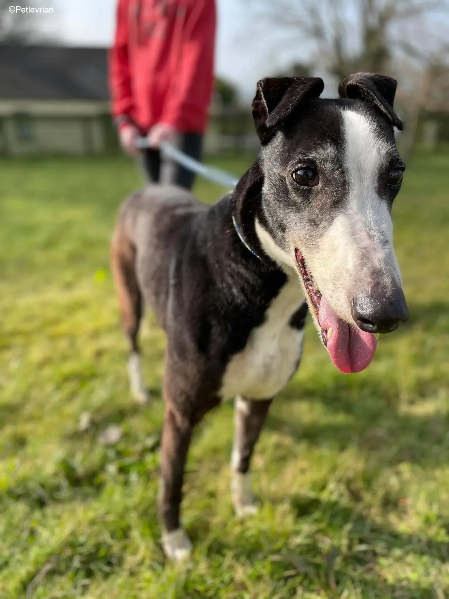 Poppy adozione levrieri greyhound 11 1